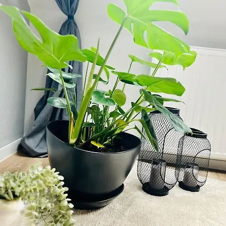 Gemuetlich & Stilvoll- Veloparadies Auf 65qm *